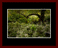 Walkwood Gallery Page 13