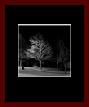 Deciduous Naked