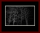Deciduous Naked Gallery Page 9