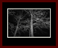 Deciduous Naked Gallery Page 8