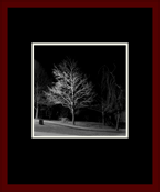 Deciduous Naked Gallery Page 1